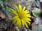 40 Bel fiore giallo di Doronicum